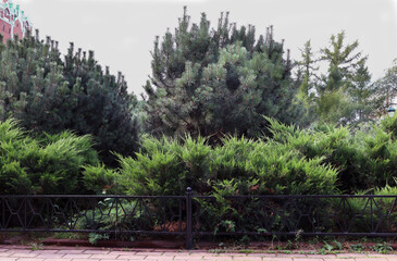 coniferous plants are used for landscaping a park path in the city