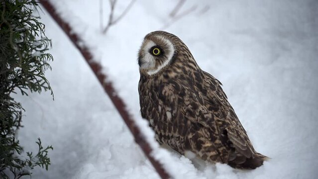 Owl Perched on Snowy Branch