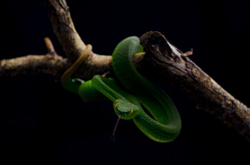 green pit viper 