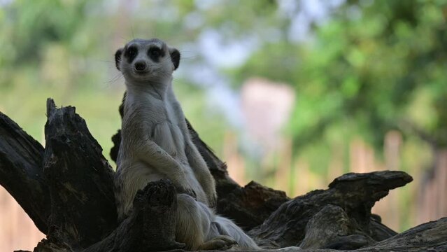 close up of a meerkat scouting territory
