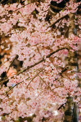 Beauty pink cherry blossoms on tree at night. Soft and blur focus.