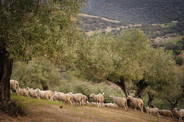 Olivos y ovejas