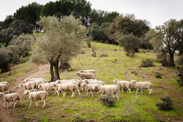 Olivos y ovejas