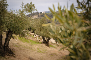 Olivos y ovejas