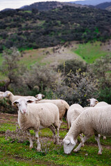 Olivos y ovejas
