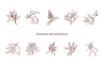Essential oils and herbs and spices illustration