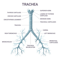 Trachea medical educational infographic. Vector illustration isolated on white background