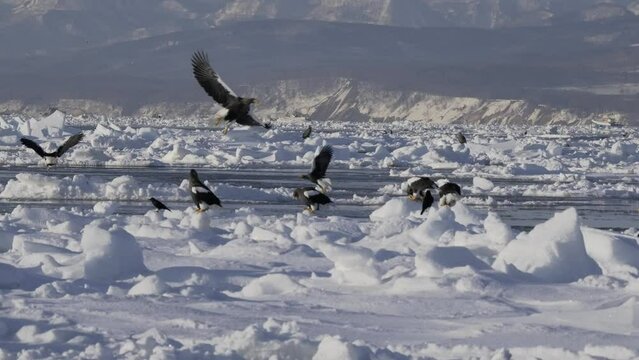 Hokkaido, Japan - February 19, 2024:  White-tailed eagle on drift ice near Rausu Fishing Port in Hokkaido, Japan
