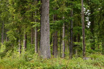 Mischwald im Bayerischen Wald, Deutschland
