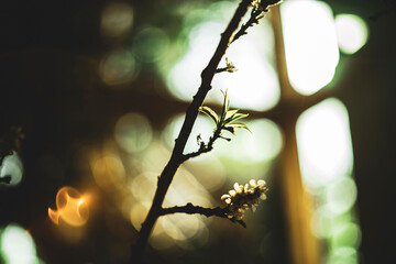 Closer look of the Prunus domestica fruits these are also known to be as plums,Mirabelle fruit is on the ground,lot of mirabelek on one ridge,prunus domestica,plums, Fruits on White Background