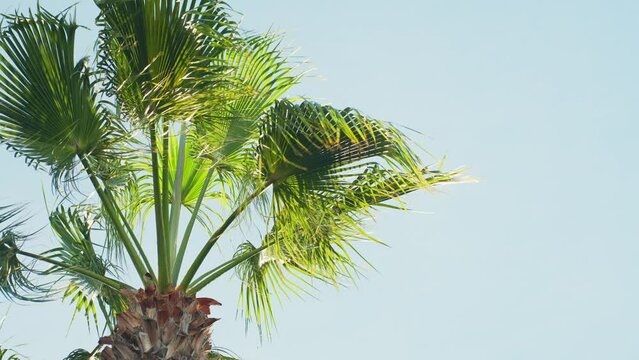 Round-leaf fountain palm tree with a blue sky background, static closeup slow motion