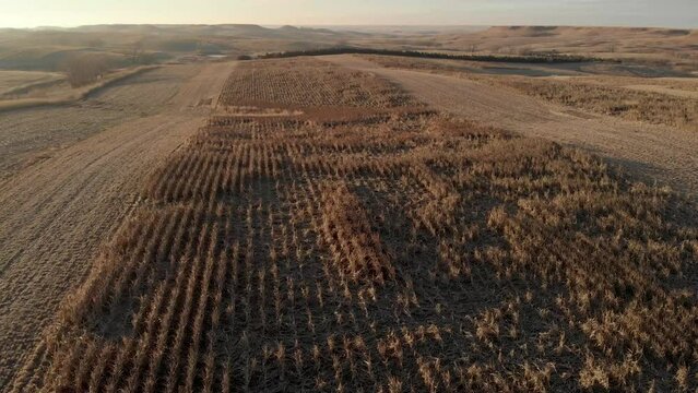Aerial View Of Milo Field Near Dallas In South Dakota.