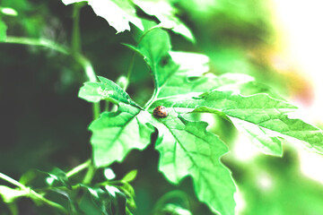 represents life, growth, freshness, natural and positive life energy. Leaves are the typical color of mountains and forests. Most green plants have a natural green pigment called chlorophyll, which is