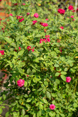 .There are many types of roses, roses that bloom in the morning have a light pink color, The rose have a darker color, in the afternoon the color is more beautiful and the thickness is more.