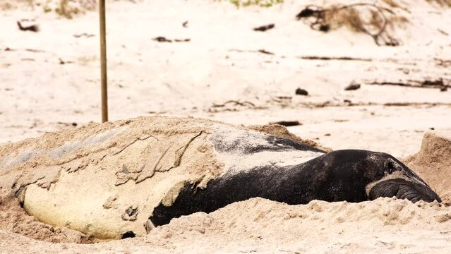 Southern Elephant Seal with old skin turns on side during annual molt on beach