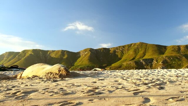 Sleepy southern elephant seal takes late afternoon nap, Onrus beach Overstrand