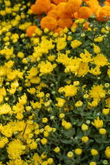 Pretty white petals of cosmos flowers blossom on green leaves and small bud in a field,Field of white petals Chamomile or Marguerite daisy flower in fallen season, green leaves on background