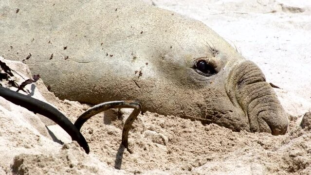 Famous Buffel the Southern Elephant Seal on beach for its annual molt, telephoto