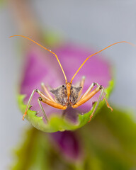 A macro photo of an assassin bug waiting on a leaf for its next insect meal in a suburban garden on the Gold Coast in Queensland, Australia.