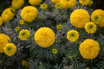 Pretty white petals of cosmos flowers blossom on green leaves and small bud in a field,Field of white petals Chamomile or Marguerite daisy flower in fallen season, green leaves on background