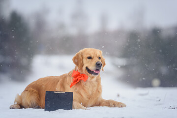 a beautiful golden retriever dog lies on the snow in a snowy forest with a sign for notes. Copy paste