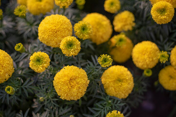 Pretty white petals of cosmos flowers blossom on green leaves and small bud in a field,Field of white petals Chamomile or Marguerite daisy flower in fallen season, green leaves on background
