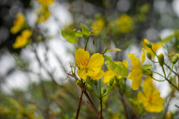  Tet in photo mean Happy New Year and Peace. Selective focus.Ochna integerrima or ochna integerrima get bloom in the morning,Single Ochna integerrima blossom.