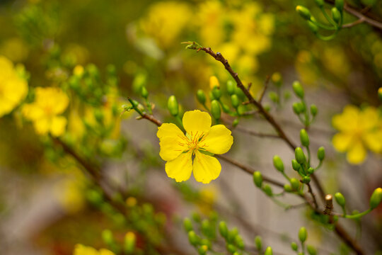  Tet in photo mean Happy New Year and Peace. Selective focus.Ochna integerrima or ochna integerrima get bloom in the morning,Single Ochna integerrima blossom.