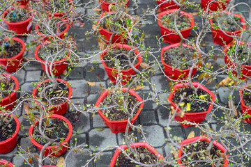  Tet in photo mean Happy New Year and Peace. Selective focus.Ochna integerrima or ochna integerrima...