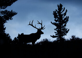 Rocky Mountain Elk - a large bull silhouetted against the blue sky at dusk in an alpine meadow with evergreen trees