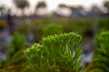 Kalanchoe pinnata Usually grown in bushes or cute mini pots for tabletop.Kalanchoe pinnata is a succulent and branched herbaceous plant that grows in bushes. The mature Kalanchoe pinnata can be up to 