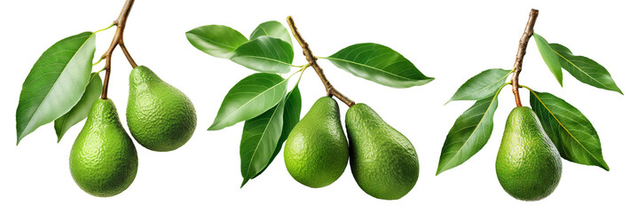 Set of branches of delicious ripe avocados, cut out