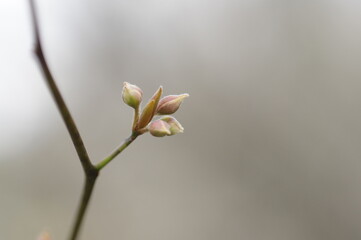 クロモジの冬芽