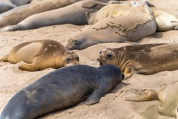 Elephant seals rest on the beach, Año Nuevo State Park, California