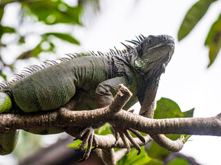iguana sitting on a branch, reptile, exotic animals, tropical reptiles	
