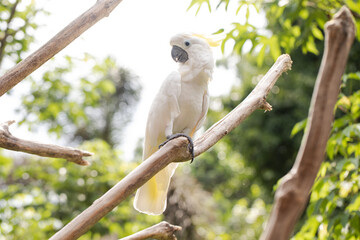 cockatoo in the wild, exotic birds, white parrot, tropics	