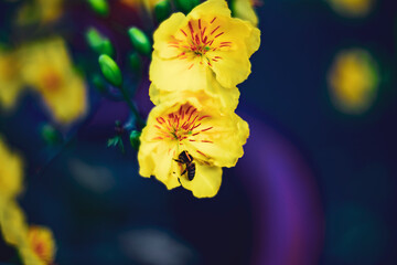 Traditional culture on Tet Holiday in Vietnam. Tet in photo mean Happy New Year and Peace. Selective focus.Ochna integerrima or ochna integerrima get bloom in the morning