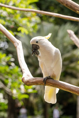 cockatoo in the wild, exotic birds, white parrot, tropics	