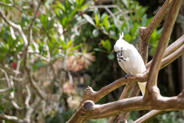 cockatoo in the wild, exotic birds, white parrot, tropics	