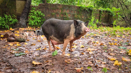 Pig with baby walking on the lawn