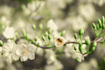  Tet in photo mean Happy New Year and Peace. Selective focus.Ochna integerrima or ochna integerrima get bloom in the morning,Single Ochna integerrima blossom.