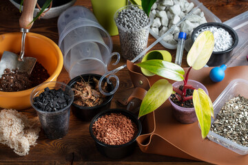 Home Gardening Hobby - timely repotting of plants into suitable substrate. Still life of various...