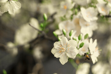  Tet in photo mean Happy New Year and Peace. Selective focus.Ochna integerrima or ochna integerrima get bloom in the morning,Single Ochna integerrima blossom.