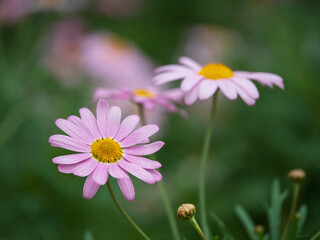 優しいピンクのマーガレット