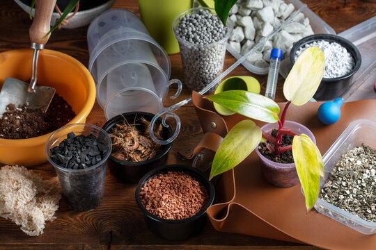 Home Gardening Hobby - timely repotting of plants into suitable substrate. Still life of various tools and soil components. Concept of caring for plant health