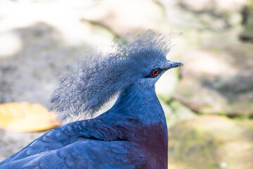 The Victoria crowned pigeon (Goura victoria) is a large, bluish-grey pigeon with elegant blue lace-like crests, maroon breast and red irises