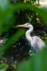 Gray Heron in the wild	