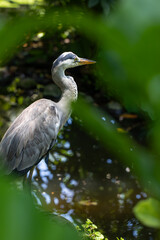 Naklejka premium Gray Heron in the wild 