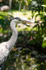Gray Heron in the wild	