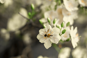 Traditional culture on Tet Holiday in Vietnam. Tet in photo mean Happy New Year and Peace. Selective focus.Ochna integerrima or ochna integerrima get bloom in the morning